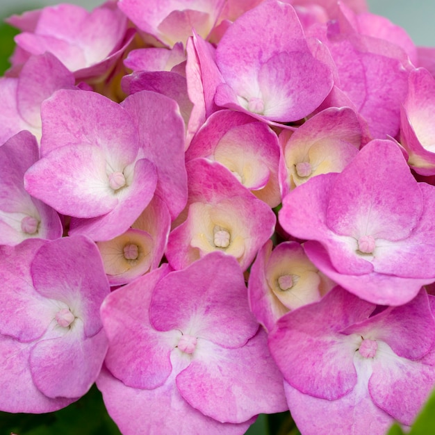 Beautiful pink hortensia close up. Artistic natural background.