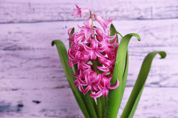 Beautiful pink hyacinth flower on color wooden background