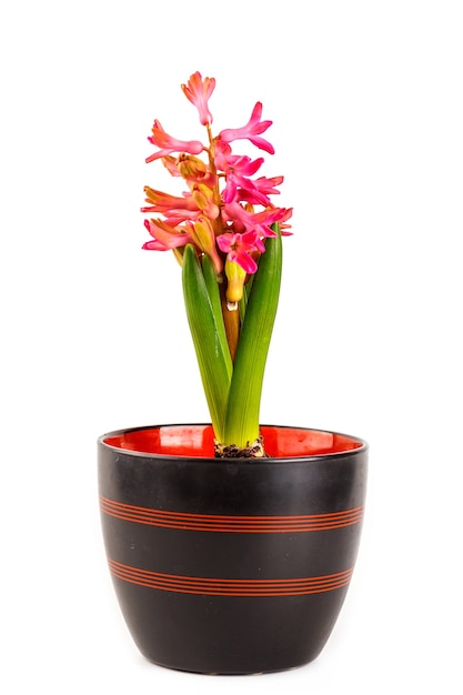 Beautiful pink Hyacinth flower pot isolated on white