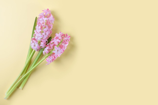 부드러운 노란색 배경에 있는 아름다운 분홍색 히아신스 꽃 최소한의 안녕하세요 봄 개념