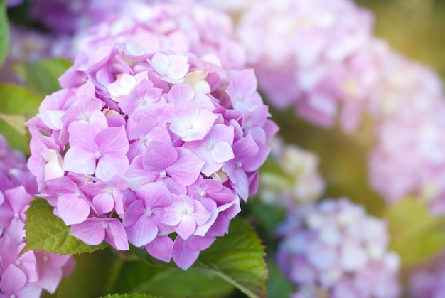 Bei fiori di fioritura dell'ortensia rosa.