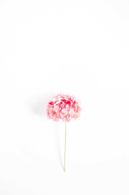 Beautiful pink hydrangea flower isolated on white