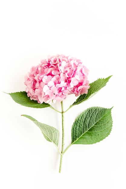 Beautiful pink hydrangea flower on white background floral concept flat lay top view