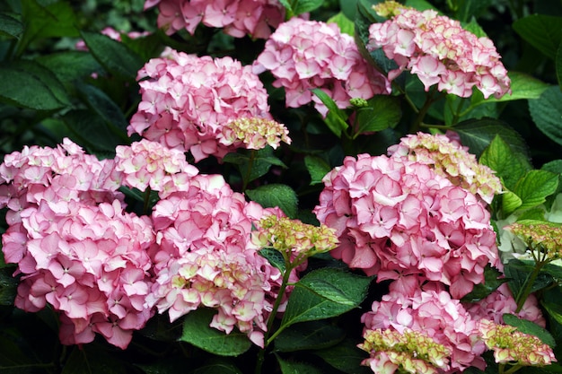 Beautiful pink hydrangea flowers