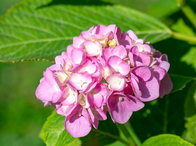 화창한 날에 아름다운 분홍색 수국 또는 hortensia. 여름 꽃