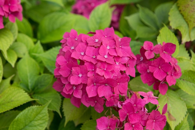 Beautiful pink hydrangea Hydrangea macrophylla