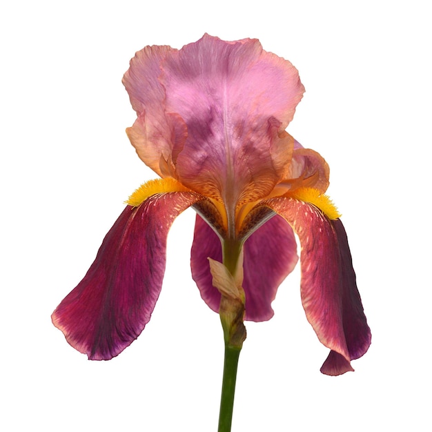 Beautiful pink iris flower isolated on white background. Easter. Summer. Spring. Flat lay, top view. Love. Valentine's Day. Floral pattern, object. Nature concept