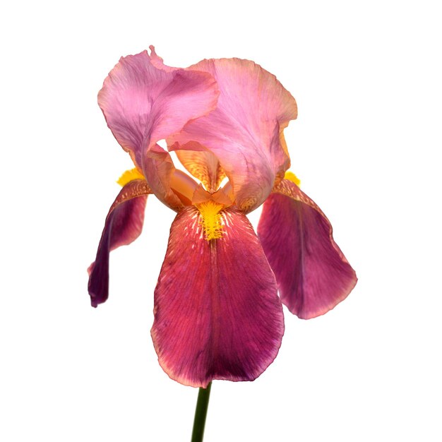 Beautiful pink iris flower isolated on white background. Easter. Summer. Spring. Flat lay, top view. Love. Valentine's Day. Floral pattern, object. Nature concept