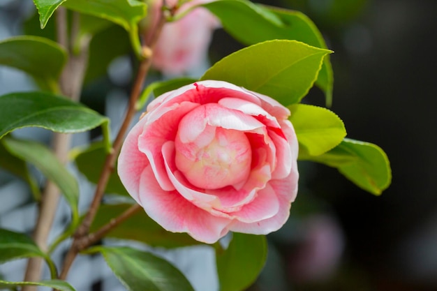 庭の春の美しいピンクの日本の椿の花