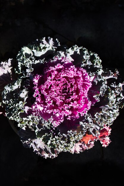 Beautiful Pink lettuce flower