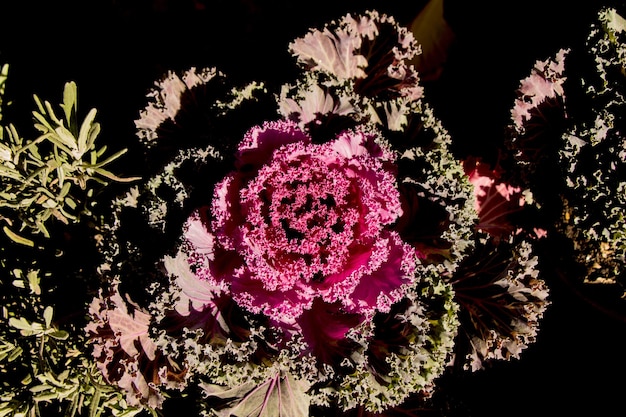 Photo beautiful pink lettuce flower