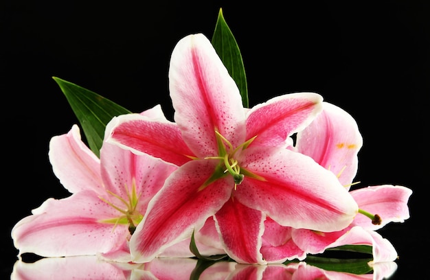 Beautiful pink lily, on black background