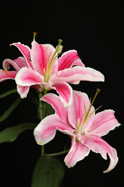 Beautiful pink lily, on black background