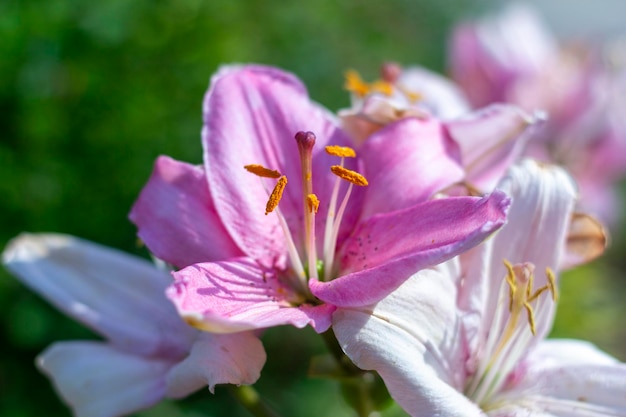 A beautiful pink lily blooms in the garden.