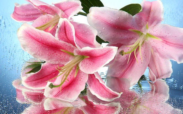 Beautiful pink lily, on blue background