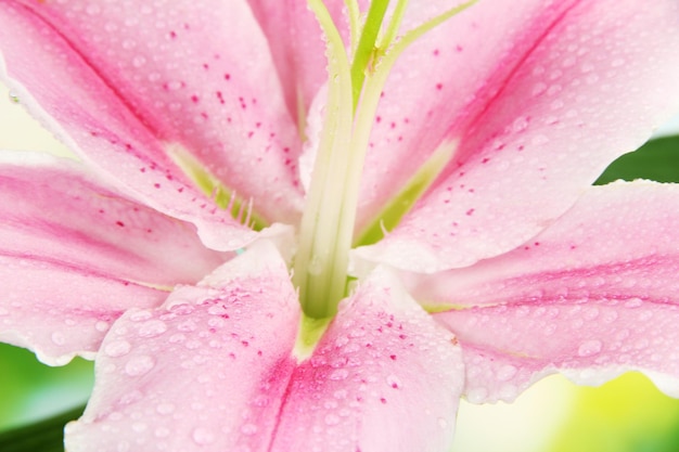 Foto bellissimo giglio rosa, primo piano