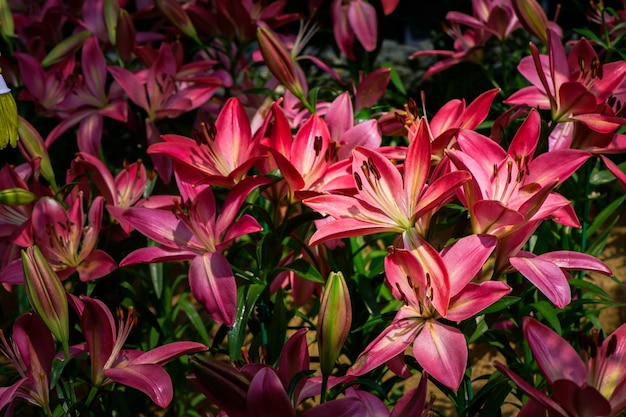 Photo beautiful pink lily flower in garden pink flower