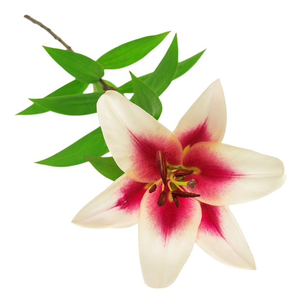 Beautiful pink lily flower isolated on white background