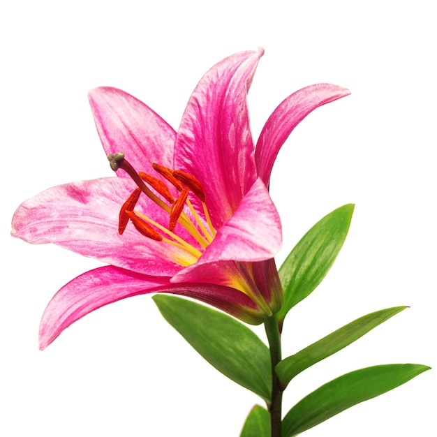 Beautiful pink lily flower isolated on white background