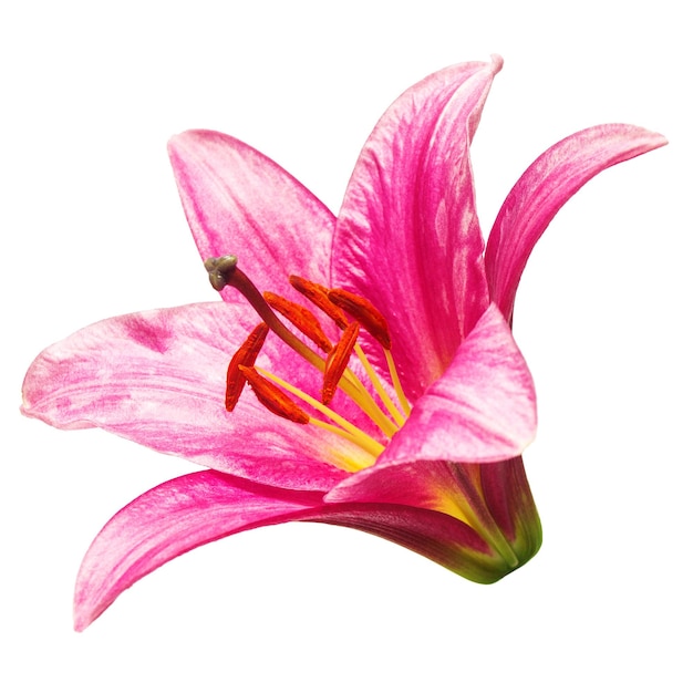 Beautiful pink lily flower isolated on white background