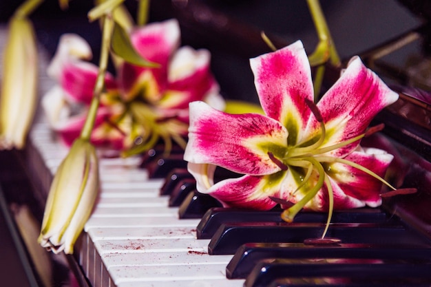 ピアノの鍵盤の上に美しいピンクのユリの花 ハーモニーと音楽の美しさのコンセプト ミューズのインスピレーション 美の女性らしさ愛の優しさ