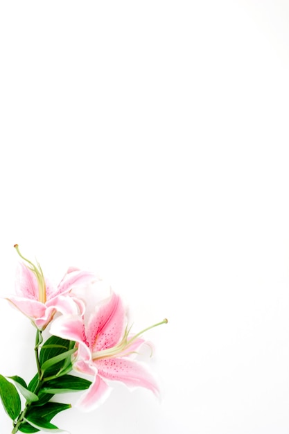 Beautiful pink lily flower on white surface