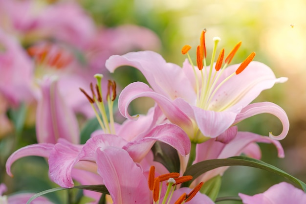 Beautiful pink lily flowers 