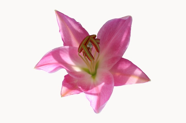 beautiful pink lily isolated on a white background