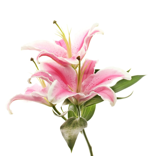 Beautiful pink lily, isolated on white