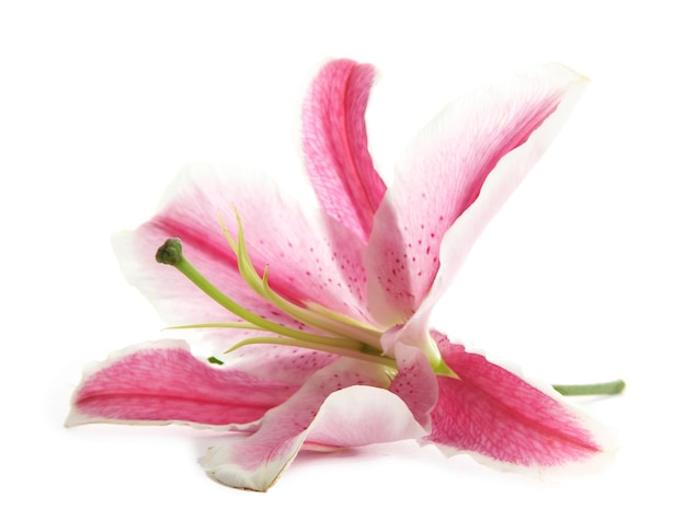 Beautiful pink lily, isolated on white