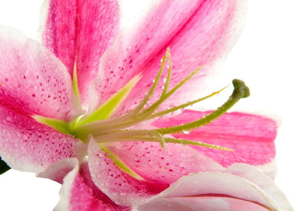 Beautiful pink lily, isolated on white