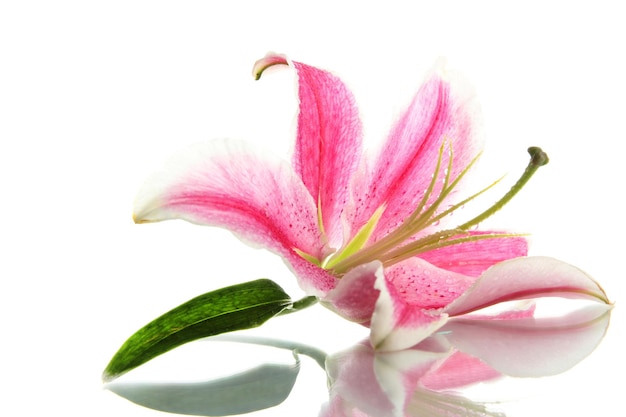 Beautiful pink lily, isolated on white