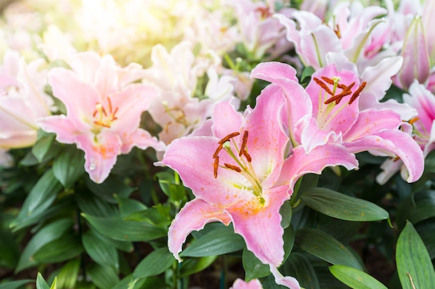 Beautiful pink lily in the nature garden.Pink lily background with copy space.