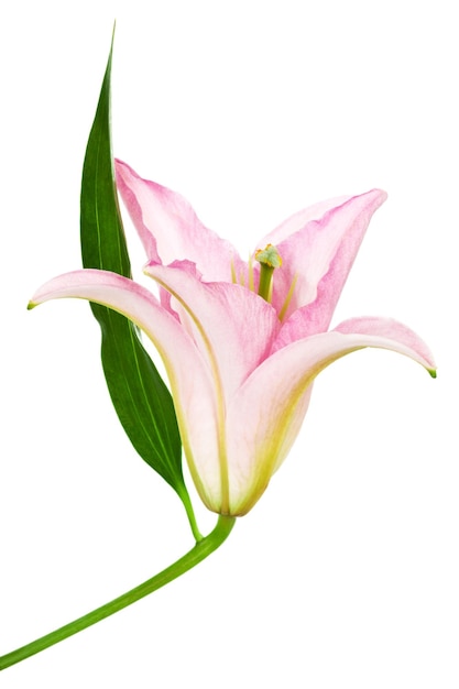 Beautiful pink lily