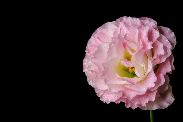 Beautiful pink Lisianthus 