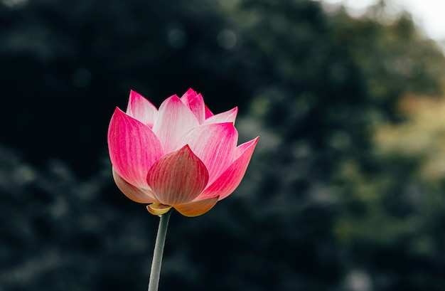 Beautiful pink lotus flower in blooming