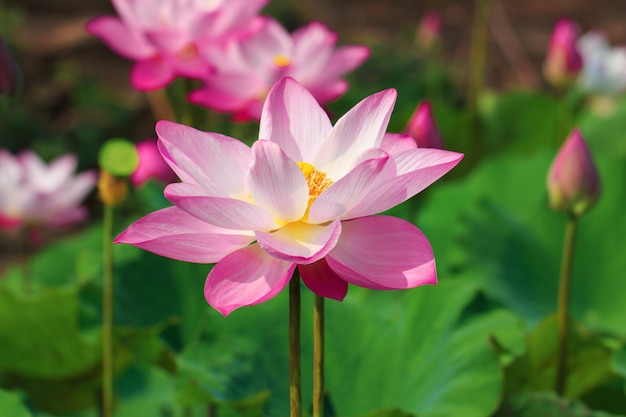 Beautiful pink lotus flower in blooming