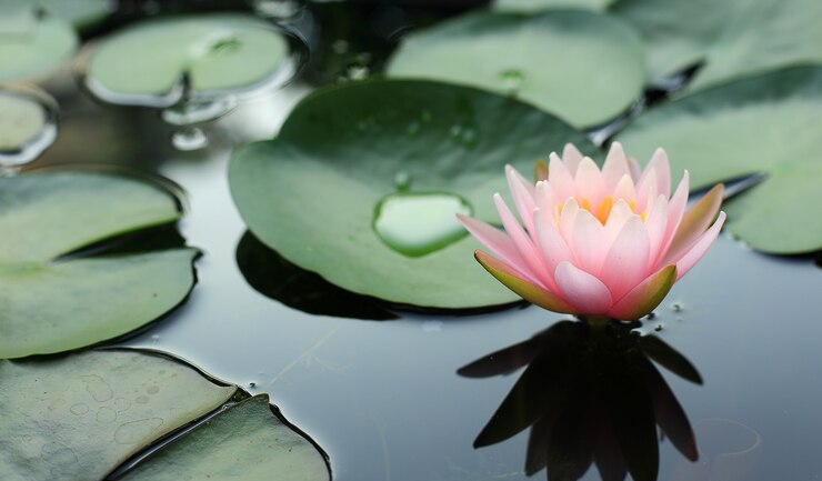 Beautiful pink lotus flower blossom in the morning