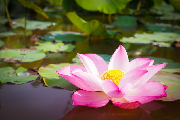 背景の自然の中の美しいピンクの蓮の花