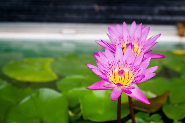 池の緑の葉と美しいピンクの蓮の花