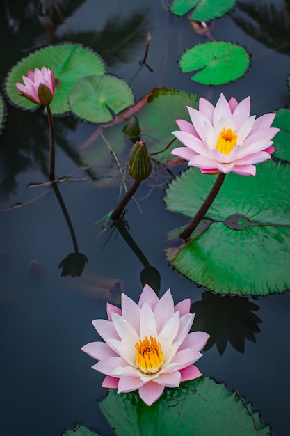 Beautiful pink lotus flower with green leaf.