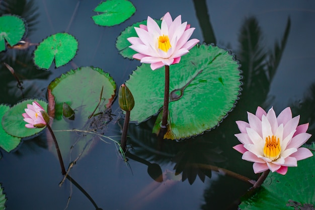 Photo beautiful pink lotus flower with green leaf.