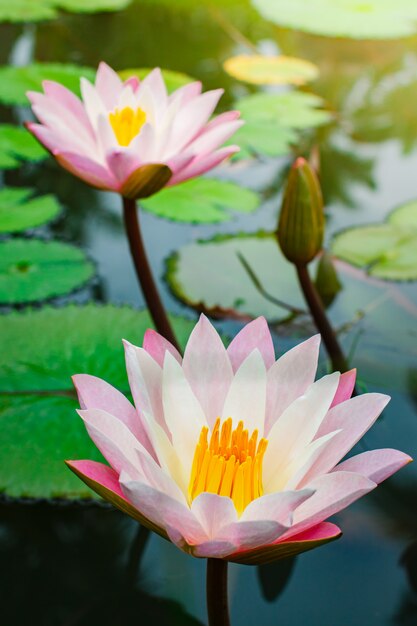 Beautiful pink lotus flower with green leaf.