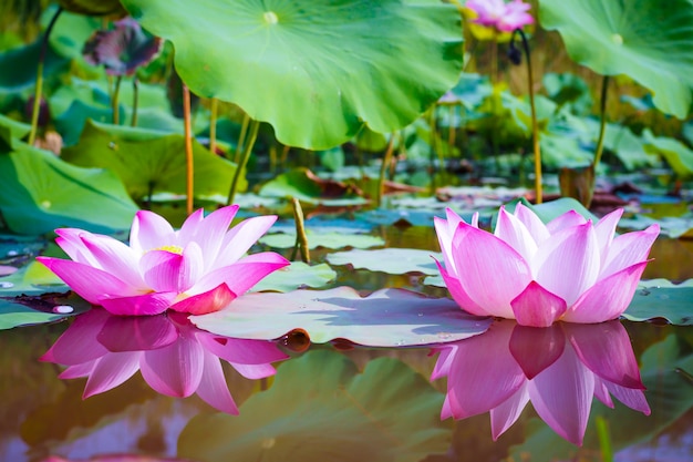 Beautiful pink Lotus flower with green leaves in nature  background