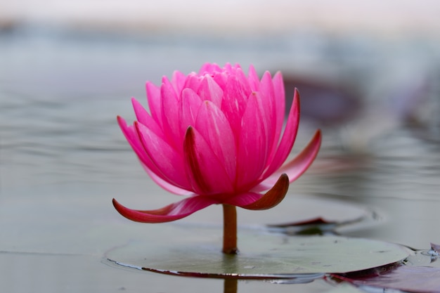 a beautiful pink lotus flower