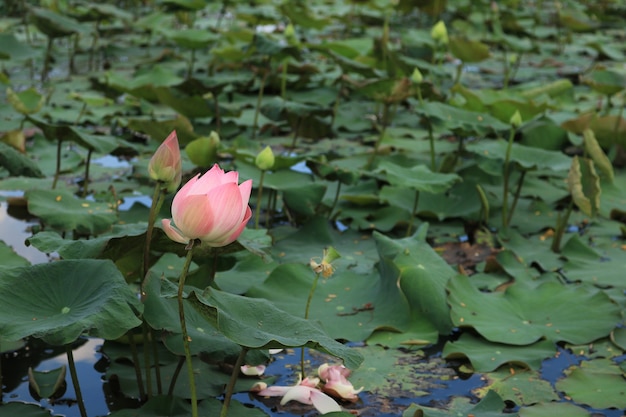 Bellissimo loto rosa nello stagno