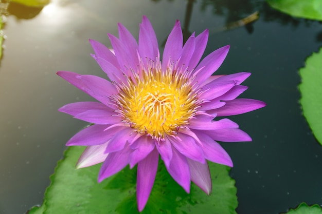 Beautiful pink lotus in the river