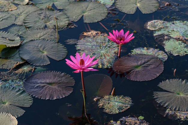 Beautiful pink lotus in the river.