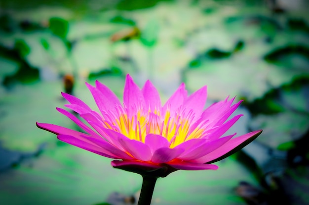 Beautiful pink lotus or water lily flower with green leafs background in the pond.