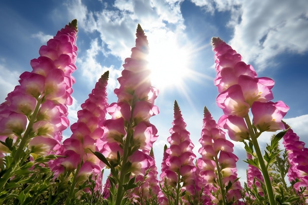 Beautiful pink lupine flowers against blue sky with sun rays